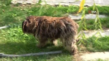 Gözleri görmeyen 17 yaşındaki köpek, sezgileri sayesinde hayata tutundu