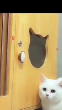 Baby Cats Cute and Funny Cat Videos English Compilation | cutiefy #babycat #funnycats #cat