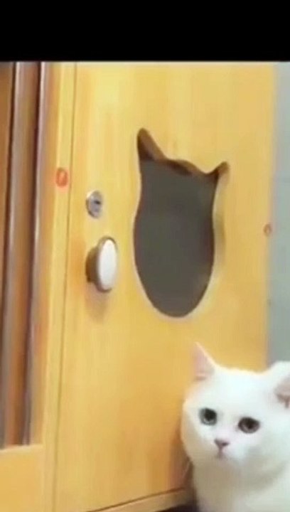 Baby Cats Cute and Funny Cat Videos English Compilation  | cutiefy #babycat #funnycats #cat