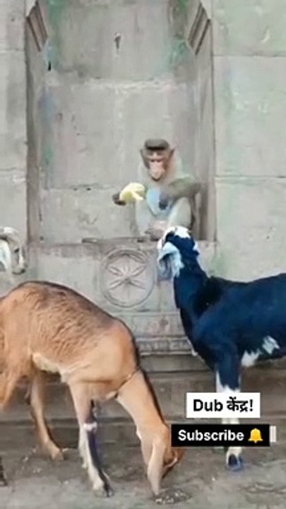 Girdhari Ka Ladka ft. Calorie  - Rj Kisna Dub Kendra - #shorts #ytshorts #monkeyfunnyvideo