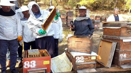 Türkiye dünyada 3. sırada...8 milyon koloni var