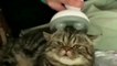 Cute Cat Massage