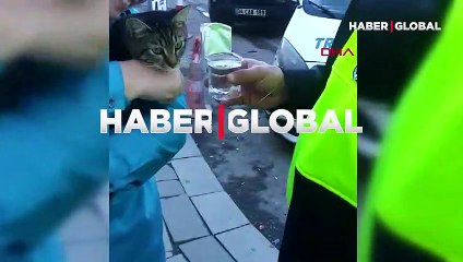 Kedi, peşindeki köpeklerden polis aracına girerek kurtuldu