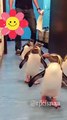 Funny Penguin parade, Funny, penguin