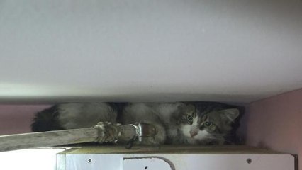 AVCILAR'DA EVE GİREN KEDİYİ KURTARMA SEFERBERLİĞİ