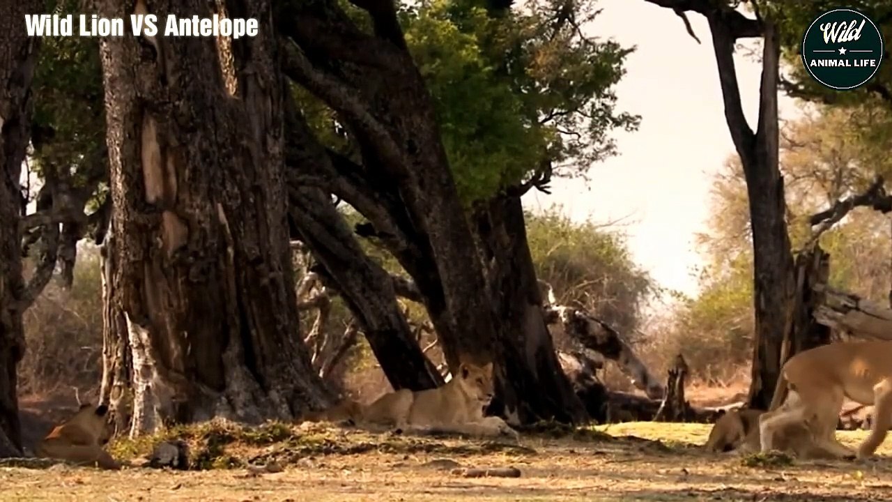 The Survival Battle Wild Lion vs Antelope   Wild Animal Life