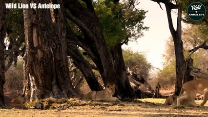 The Survival Battle Wild Lion vs Antelope   Wild Animal Life