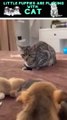 Little puppies are playing with cat