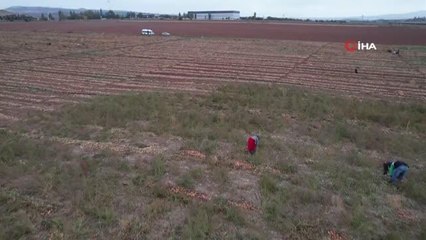 Hasadı yapılan soğan sofralara gönderilmek için hazırlanıyor