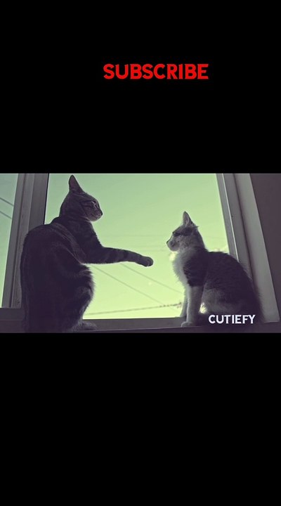 Baby Cats Cute and Funny Cat Videos English Compilation  | cutiefy #babycat #funnycats #cat