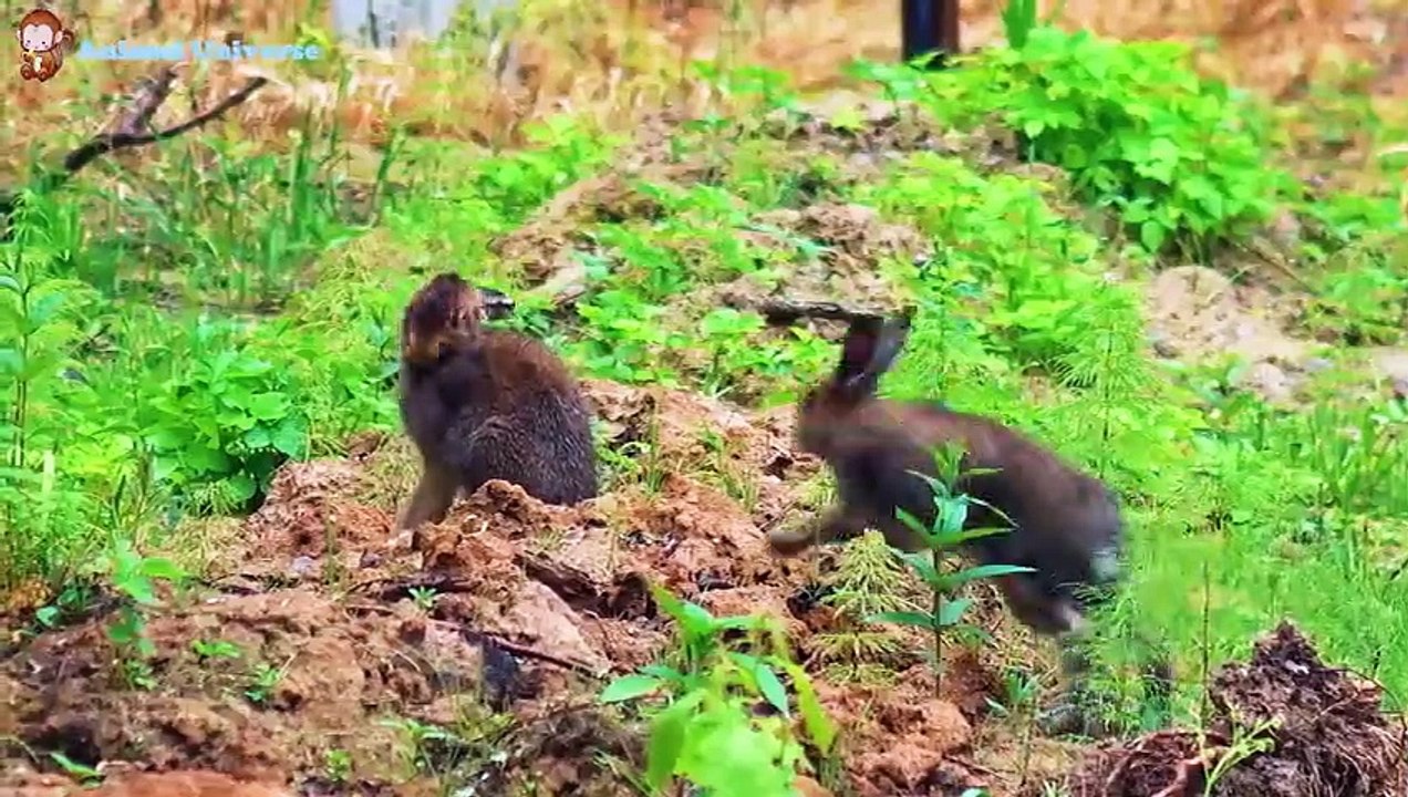 Familiar animals, farm animal sounds, the connection between man and nature