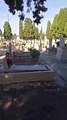 Capre e pecore nel cimitero, a Barletta animali tra le tombe VIDEO