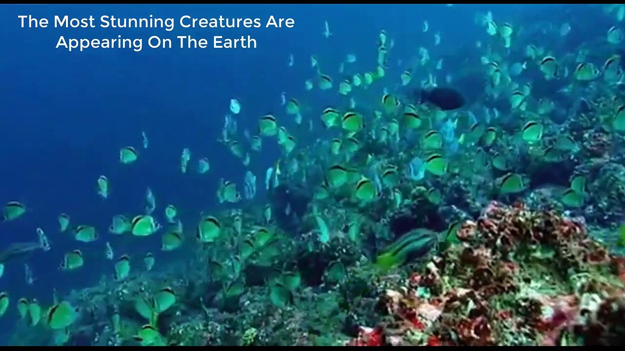 7 Strangest Creatures In The World   Top One Bird of Paradise