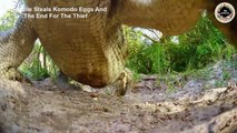 Crocodile Steals Komodo Eggs and The End For The Thief   Wild Animal Life