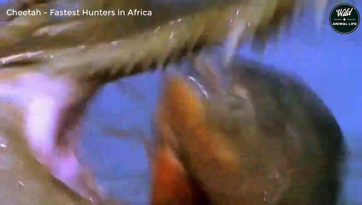 Cheetah - Top 1 African Killers   Wild Animal Life