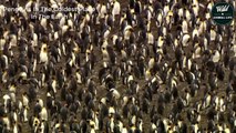 Penguins Things You Probably Didn't Know About The Penguin   Wild Animal Life