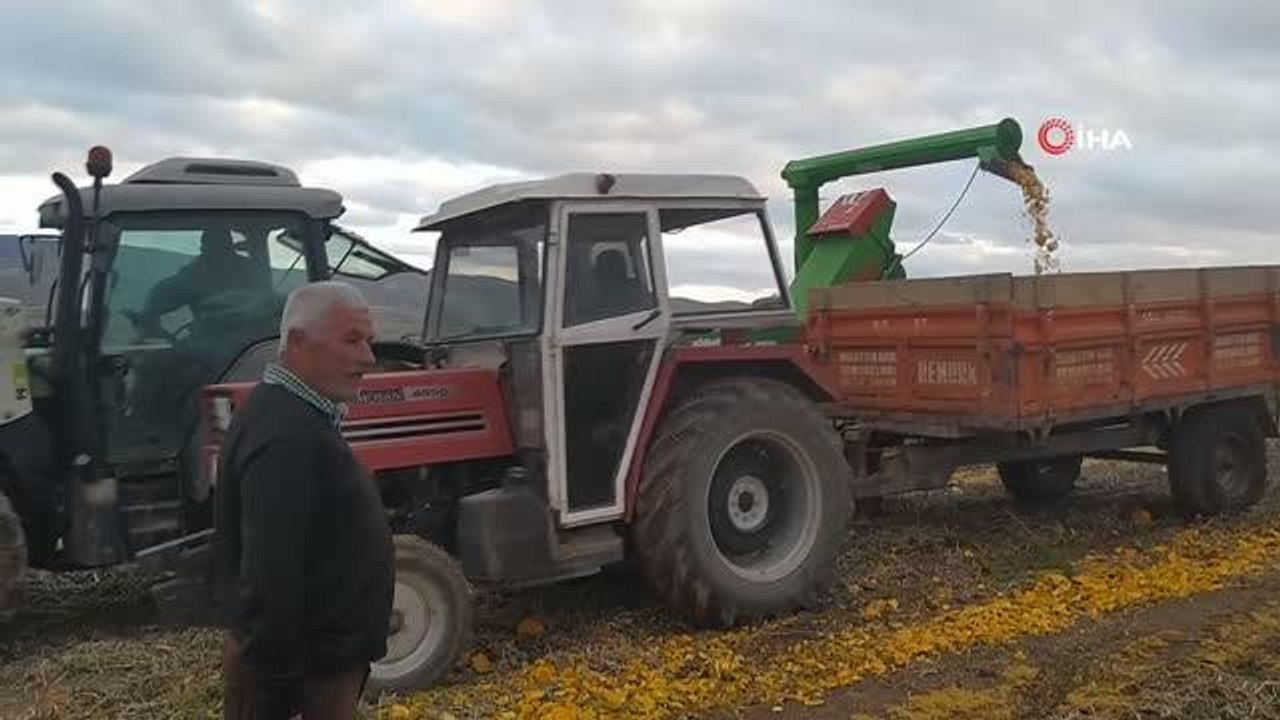Kabaktan silaj yaptı, süt verimini artırdı