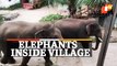 SCARY! Watch Wild Elephants In The Middle Of Village In Nuapada, Odisha