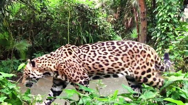 Flora & Fauna Of South America Part-4