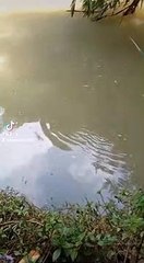 #MANCING DAPAT IKAN LELE