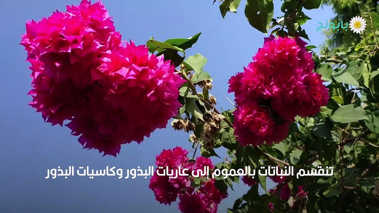 النباتات الزهرية