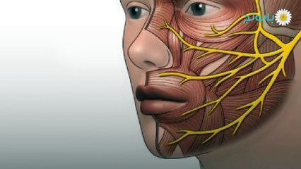 العصب السابع