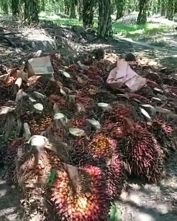 Buah kelapa sawit.