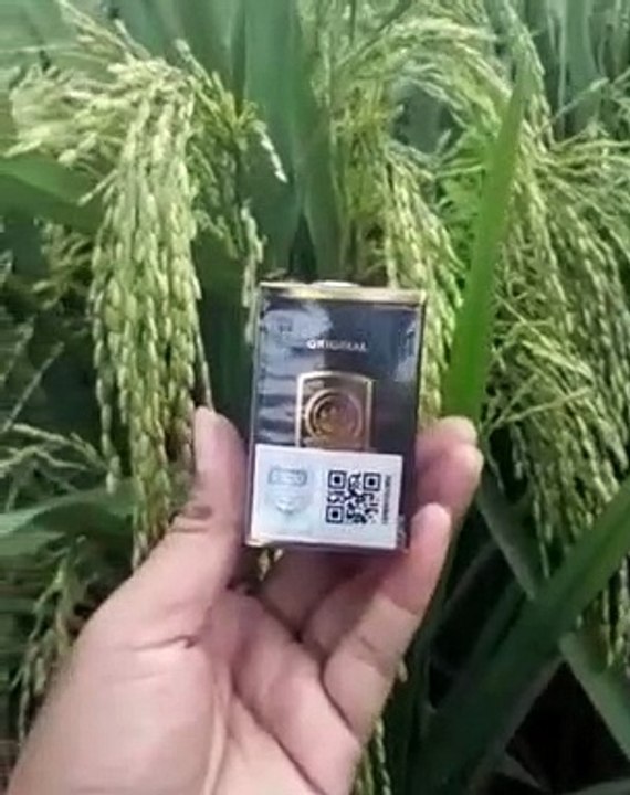 Kesaksian seorang petani padi.