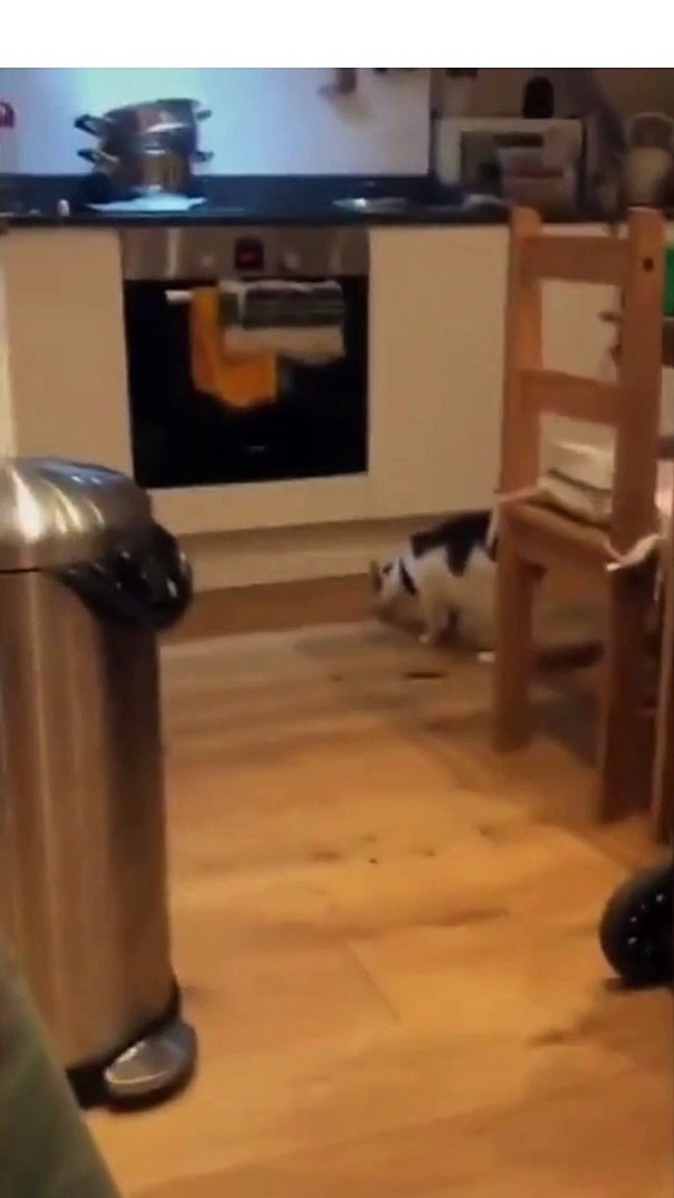 Funny Cats and Cute Cats, Cute cat