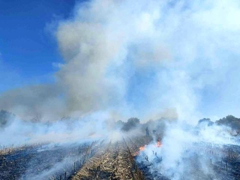 Son dakika haberleri! Antalya'da anız yangını itfaiye ekiplerine zor anlar yaşattı