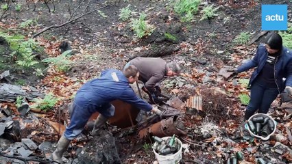 Opération nettoyage au cœur de la forêt de Brocéliande