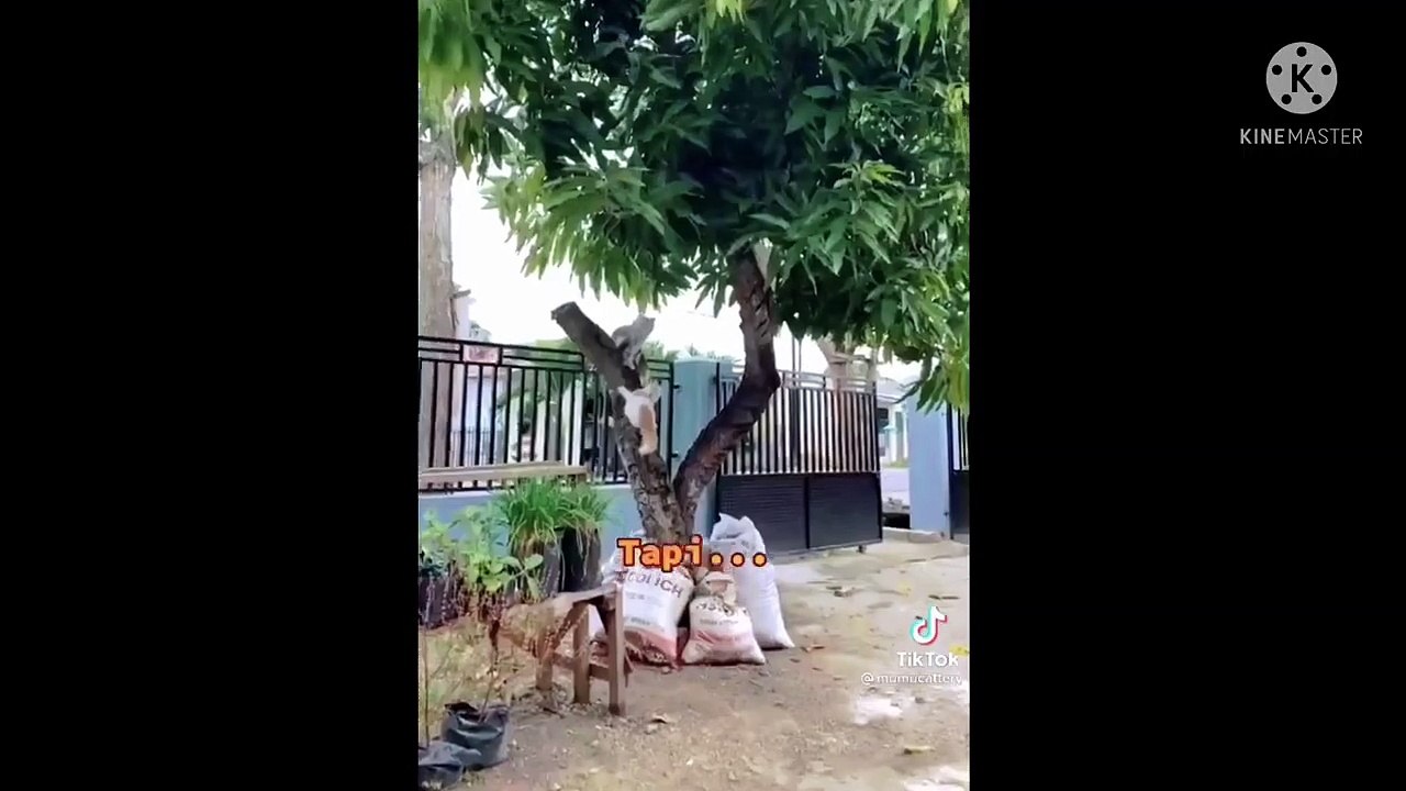 FUNNY CAT !! Jogging the smell of armpits makes you laugh Funny cat tiktok videos 2022 make you laugh out loud