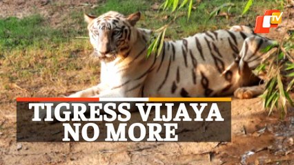 White Tigress Vijaya Dies In Nandankanan Zoo After Illness
