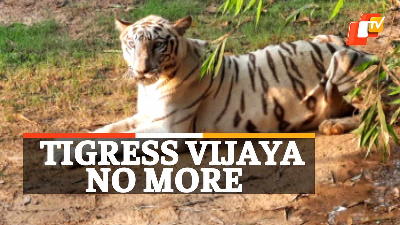 White Tigress Vijaya Dies In Nandankanan Zoo After Illness