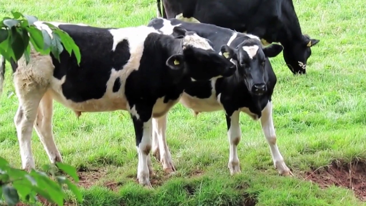 Binatang binatang lucu