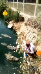 Shocking: Confident men served food to Crocodile