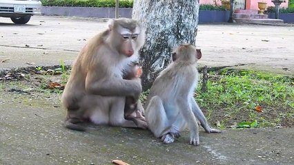 Why Mola mother and sister walk away leaving baby Mora sleep alone