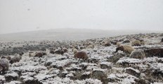 Ağrı haber: Ağrı'da etkili olan kar ve siste çobanların zorlu mesaisi sürüyor
