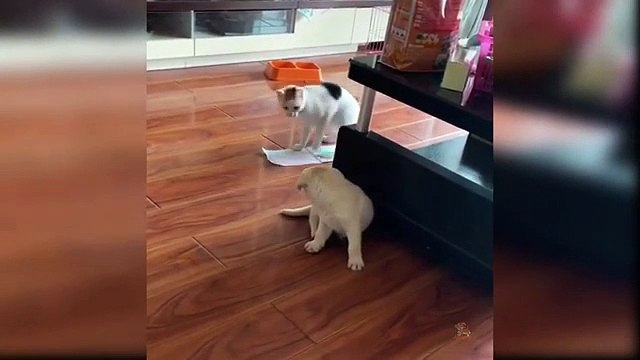 Animals cute funny | Baby Dogs - Cute and Funny Dog Videos Compilation #52 | Aww Animals