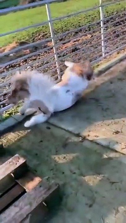 Funny Tiktok Videos