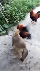 Funny Dog Videos Creative Commons