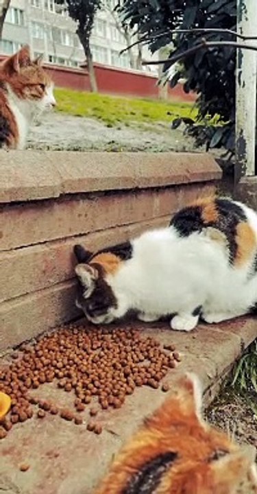 funny animal videos  comedy videos aww animal videos #aww