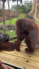 Orangutan Mesmerized by Pregnant Belly