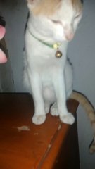 Perhatikan Emposku sibuk nyari sesuatu..