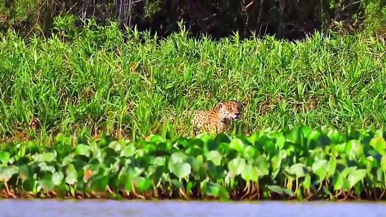 30 TIMES ANIMALS MESSED WITH THE WRONG OPPONENT