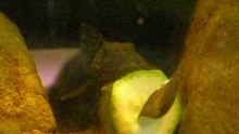 Hemiancistrus L128