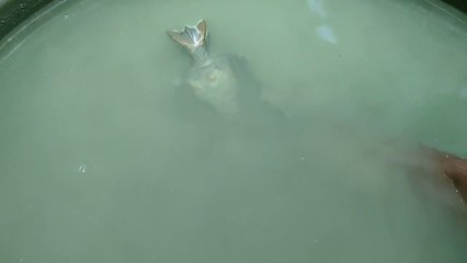 Ultraman Zero,Ginga,tiga,taro