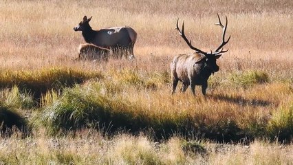 Pressure Expelled from Bull Elk Nostrils is Impressive