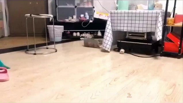 kucing lucu banget gemesin - Kucing lucu imut