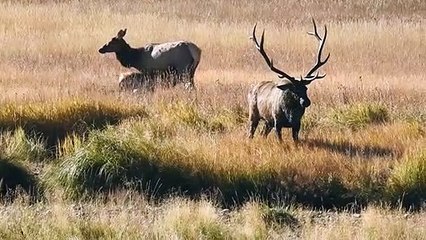 Pressure Expelled from Bull Elk Nostrils is Impressive
